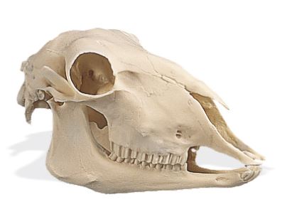 양 두개골 모형 Sheep Skull (Ovis aries) Replica W19011 [1005105]