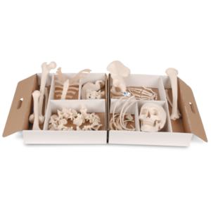 느슨하게 연결된 반신분리 골격모형 Disarticulated Half Human Skeleton A04/1 [1020156]