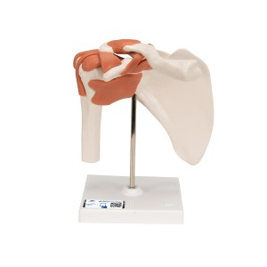 어깨 관절 (견관절) 모형 Functional Shoulder Joint A80 [1000159]
