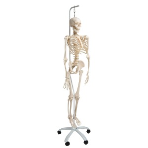 전신골격모형 “Phil&quot; Skeleton Phil, the physiological skeleton on a metal hanging stand with 5 casters A15/3 [1020179]