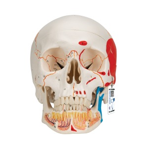 하악노출, 채색된 두개골모형, 3파트 분리형 Classic Human Skull Model painted, with Opened Lower Jaw, 3 part A22/1 [1020167]