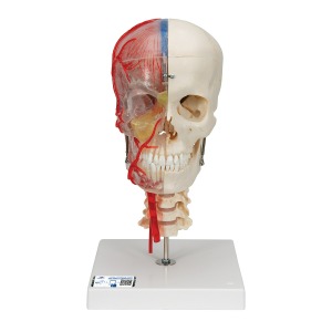 반쪽은 투명 반쪽은 실제 뼈와 유사한 두개골 모형 뇌와 척추뼈 포함 BONElike™ Human Skull Model, Half Transparent &amp; Half Bony- Complete with  Brain and Vertebrae A283 [1000064]