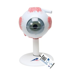 소형 안구 모형 3배 확대 6파트  Human Eye Model, 3 times Full-Size, 6 part F15 [1000259]