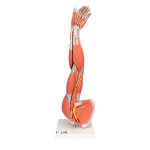 근육분리 팔 모형, 3/4 크기, 6 파트 분리형 Muscle Arm, 6 part, 3/4 Life Size M10 [1000015]