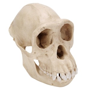 침팬지 두개골(Pan troglodytes) 암컷 모형 Chimpanzee Skull (Pan troglodytes) Female. Replica VP760/1 [1001299]