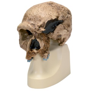 호모 슈타인하임 모형 (베르케머, 1936)  Replica Homo steinheimnensis Skull (Berkhemer, 1936) VP753/1 [1001296]
