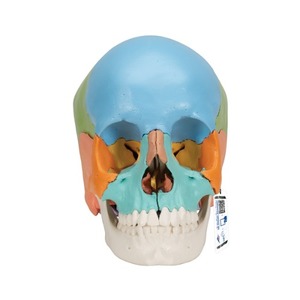 성인 두개골 교육용 채색 모형, 22파트 Beauchene Adult Human Skull Model - Didactic Colored Version, 22 part A291 [1023540]